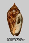 Harpulina lapponica (f) niger